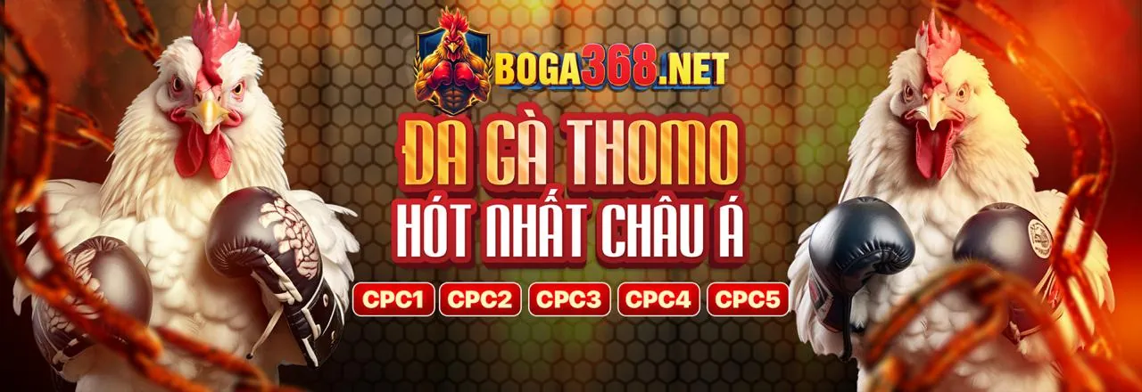 Đá gà trực tuyến kịch tính tại w888 bet
